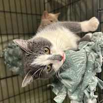 Thumbnail photo of Kiwi #3