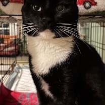 Thumbnail photo of Clifford #1