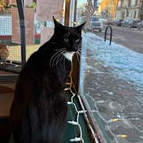 Thumbnail photo of Clifford #2