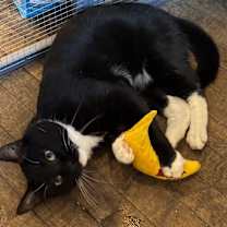 Thumbnail photo of Clifford #3