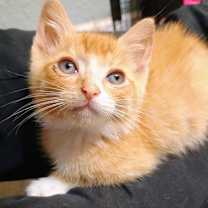 Thumbnail photo of Lestat #2