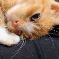 Thumbnail photo of Lestat #4