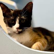 Thumbnail photo of Venus #1