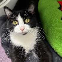 Thumbnail photo of Posie #1