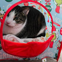 Thumbnail photo of Sylvester #2