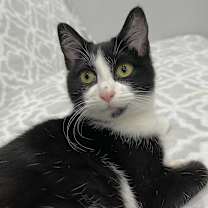 Thumbnail photo of Posie #4