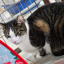 Thumbnail photo of Sylvester #4