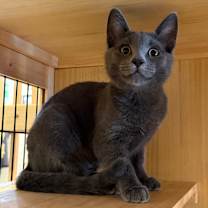 Thumbnail photo of Pepper #1