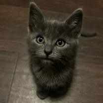 Thumbnail photo of Pepper #2