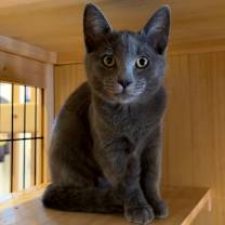 Thumbnail photo of Pepper #4