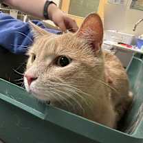 Thumbnail photo of Bananas #2