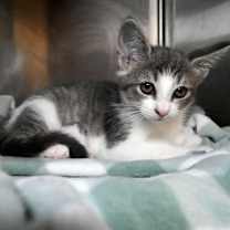 Thumbnail photo of Kiki #2