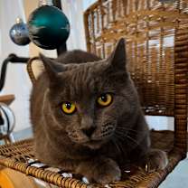 Thumbnail photo of Glowstick 55409 #4