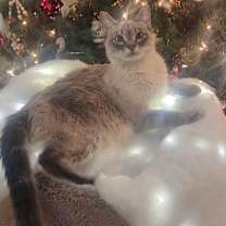 Thumbnail photo of Libra #2