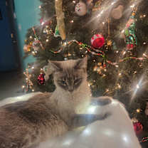 Thumbnail photo of Libra #3