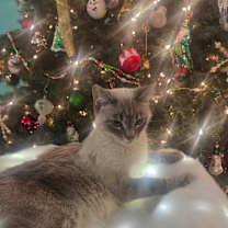 Thumbnail photo of Libra #4