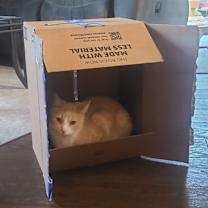 Thumbnail photo of Marshmallow #3