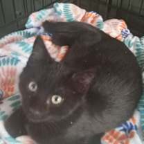 Thumbnail photo of Felix #1