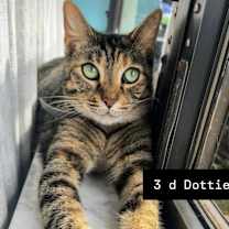 Thumbnail photo of Dottie #1