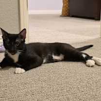 Thumbnail photo of Woody #3