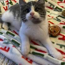 Thumbnail photo of Hawkins #1