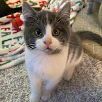 Thumbnail photo of Hawkins #4