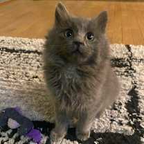 Thumbnail photo of Mr. What's It #1