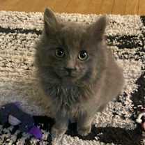 Thumbnail photo of Mr. What's It #2