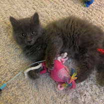 Thumbnail photo of Mr. What's It #3