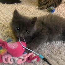 Thumbnail photo of Mr. What's It #4