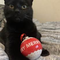 Thumbnail photo of Persimmon #3