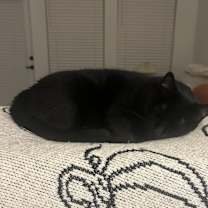 Thumbnail photo of Annie #2