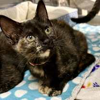 Thumbnail photo of Mocha #1