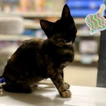 Thumbnail photo of Mocha #2