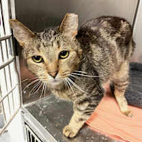 Thumbnail photo of Meowsters #2