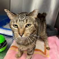 Thumbnail photo of Meowsters #3