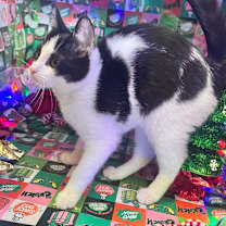 Thumbnail photo of Leaf #1