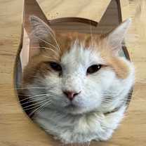 Thumbnail photo of Mr. Cheeks #1