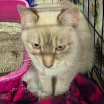 Thumbnail photo of Skate #2