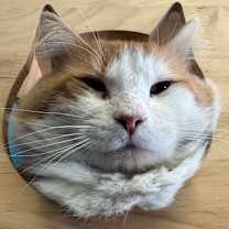 Thumbnail photo of Mr. Cheeks #3