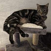 Thumbnail photo of Kyo #4