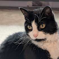 Thumbnail photo of Wilbur #1