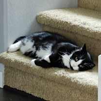 Thumbnail photo of Wilbur #2