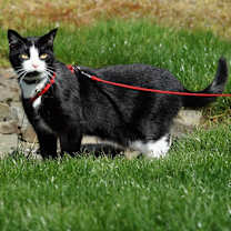 Thumbnail photo of Wilbur #3