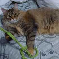 Thumbnail photo of Whisper, Bella, Hunter #1