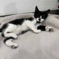 Thumbnail photo of Domino #1