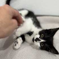 Thumbnail photo of Domino #2