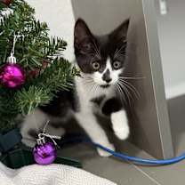 Thumbnail photo of Domino #3