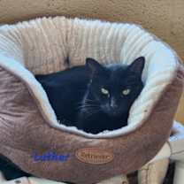 Thumbnail photo of Luther #1