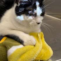 Thumbnail photo of Eve #2